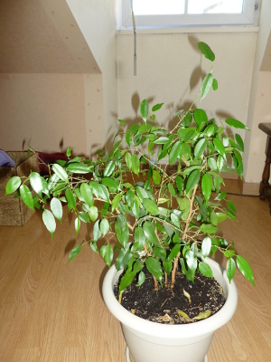 20120909grandficusbenjamina.jpg