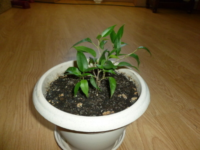 20120909petitficusbenjamina.jpg