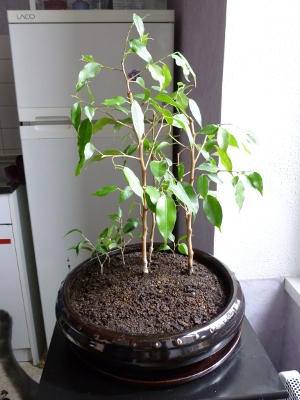 20120911ficusbenjaminaforet.jpg