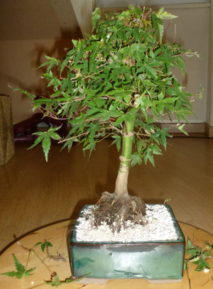 20120924acerpalmatum1.jpg