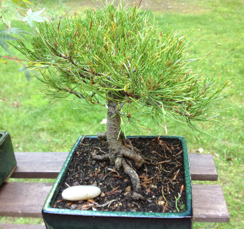 20130704pinus.jpg