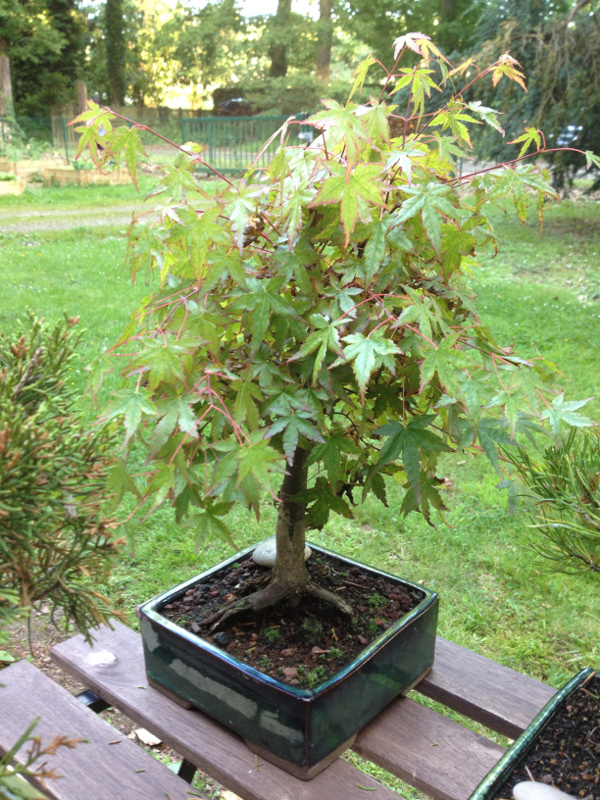 20130705acerpalmatum1.jpg