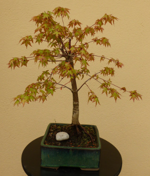 20140421acerpalmatum1printemps.jpg