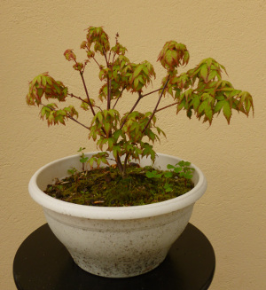 20140421acerpalmatum3.jpg