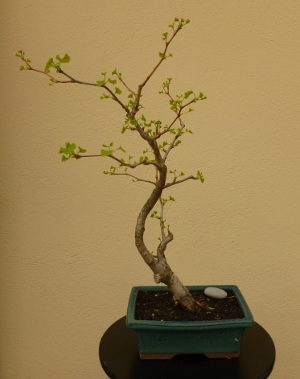 20140421ginkgobiloba.jpg