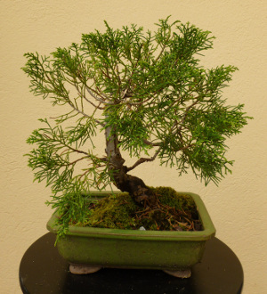 20140421juniperuschinensis.jpg