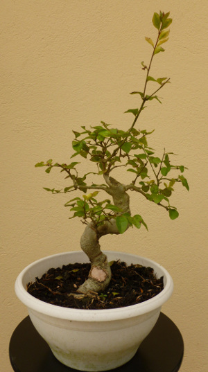 20140421ligustrumsinense.jpg