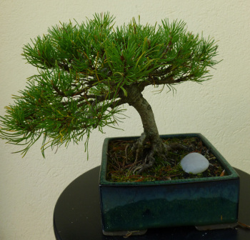 20140512pinus.jpg