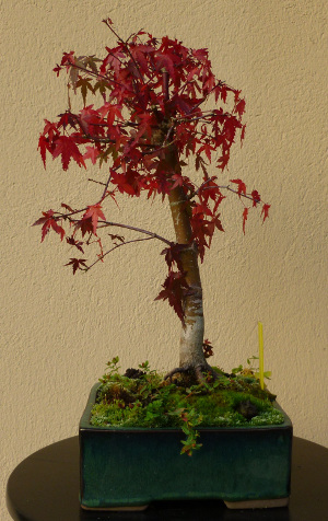 20141026acerpalmatum1.jpg