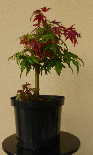 20141026acerpalmatum2.jpg