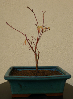 20141026acerpalmatum3.jpg