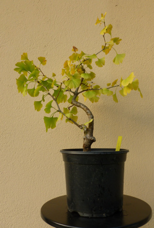 20141026ginkgobiloba.jpg