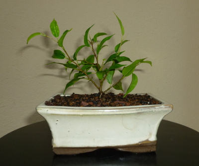 20141123ficusbenjamina.jpg