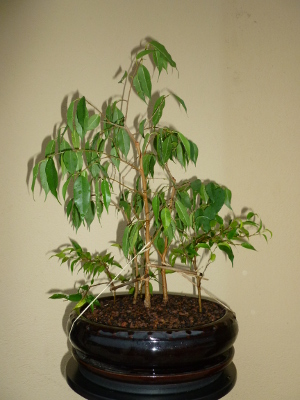 20141123foretficusbenjamina.jpg