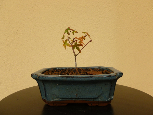 20141127acerpalmatum4.jpg