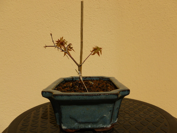 20150408acerpalmatum4.jpg