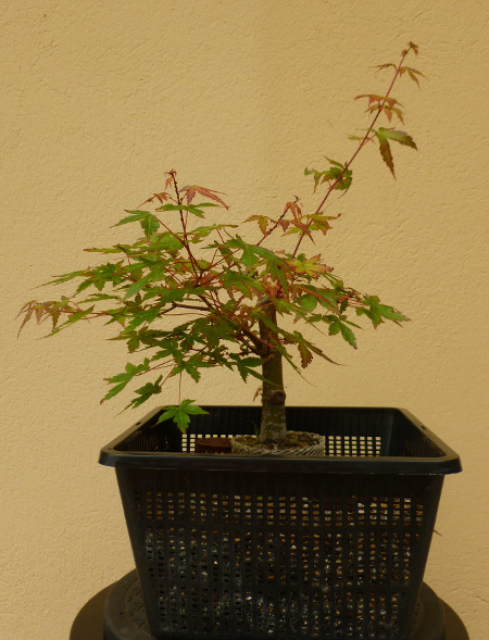 20150614acerpalmatum1.jpg