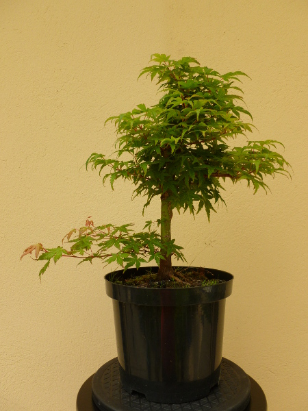 20150614acerpalmatum2.jpg