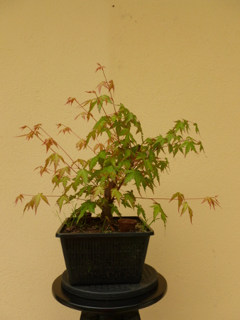 20150614acerpalmatum5.jpg