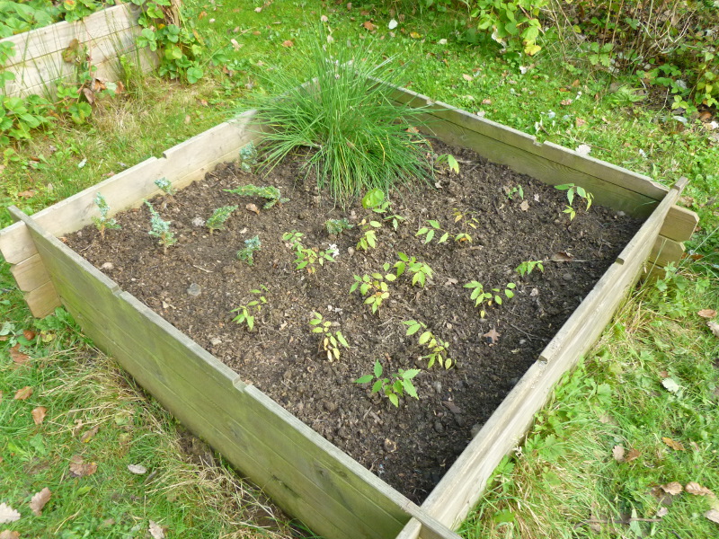 20151009zelkova.jpg