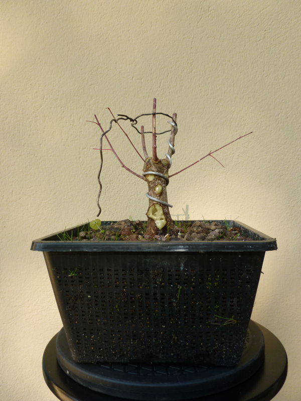 20151026acerpalmatum5.jpg