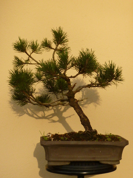 20151214pinus.jpg