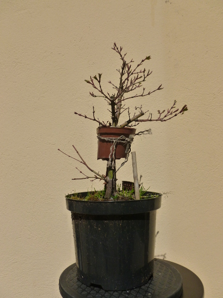 20160413acerpalmatum2.jpg