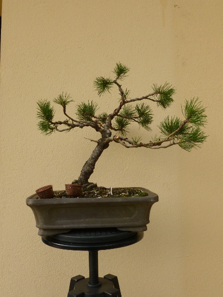 20160417pinus.jpg