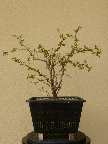 20160417prunusincisa.jpg