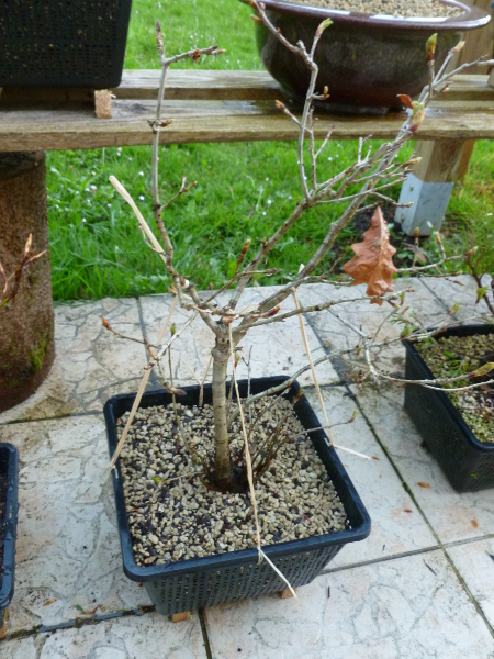 20160423quercus.jpg