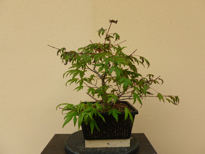 20160919acerpalmatum2.2.jpg