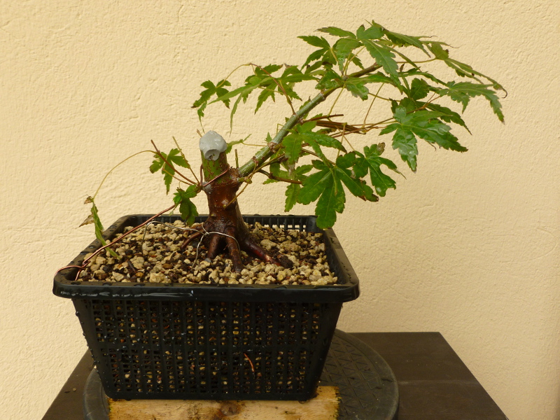 20160919acerpalmatum2.jpg