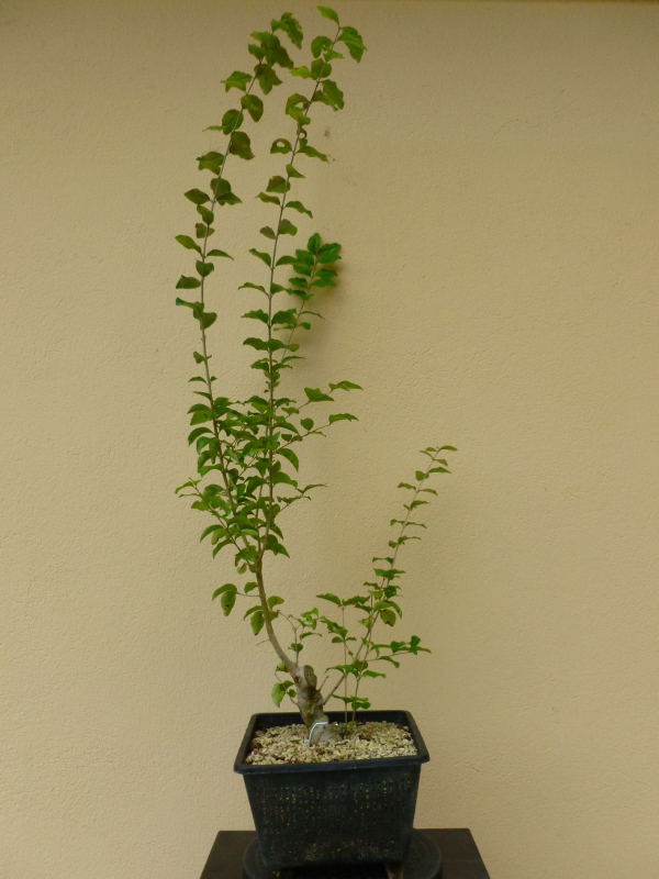 20160919ligustrumsinense2.1.jpg