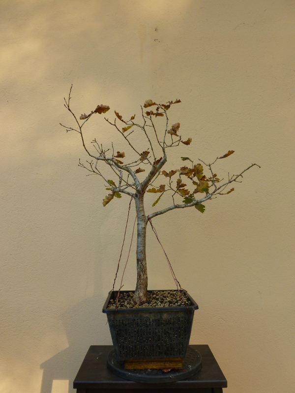 20161031quercus2.jpg