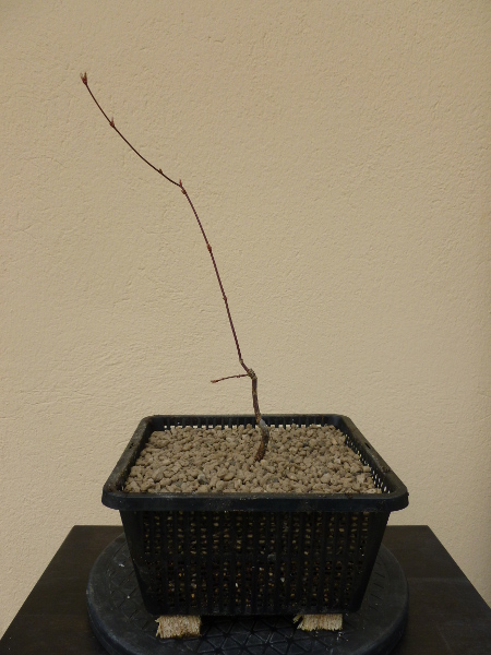 20170309acerpalmatum4.jpg