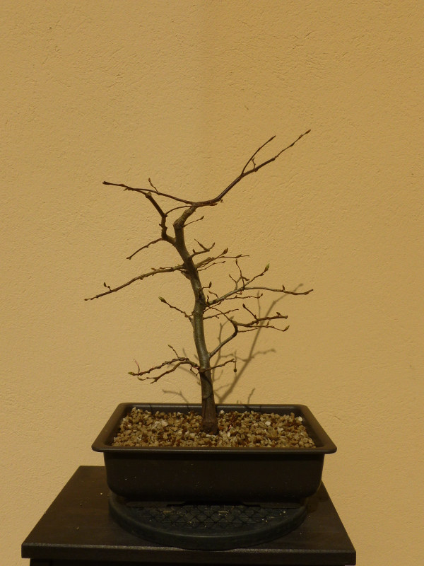 20170329carpinuscommunis2.jpg