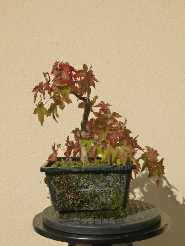 20201011acerpalmatum4.jpg