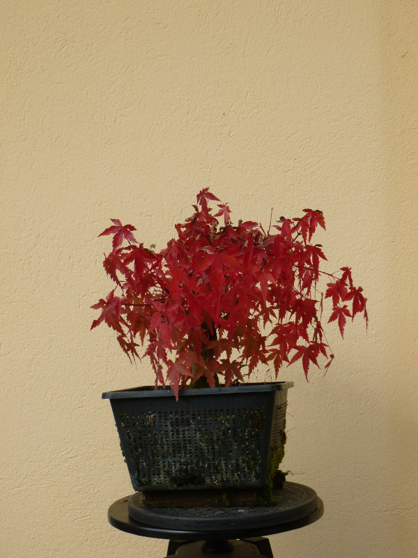 20201011acerpalmatum5.jpg