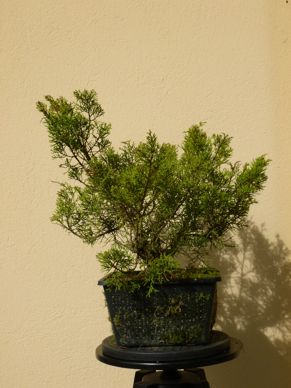 20201011juniperuschinensis1.jpg