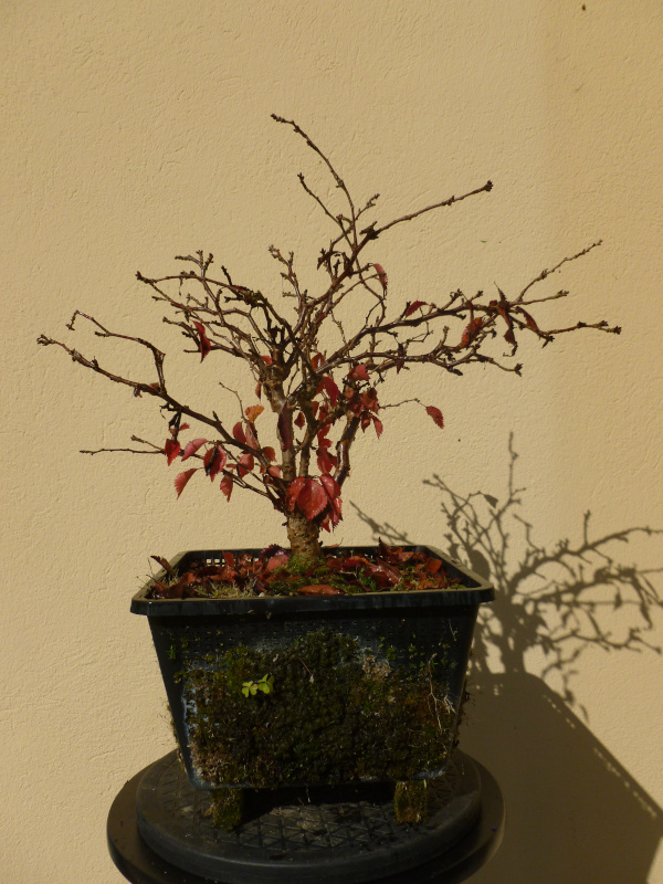 20201011prunusincisakojonomai.jpg